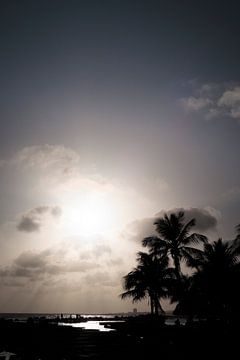 Palmbomen op strand met tegenlicht van Tim Emmerzaal