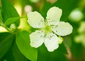 Weiße Brombeerblüte