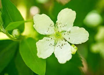 Witte braambesbloem van Iris Holzer Richardson