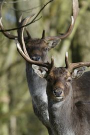 Damherten by Michel Postma