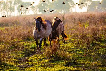 Een paar wilde Konikpaarden (Equus caballus var. konik) van Lieuwe J. Zander