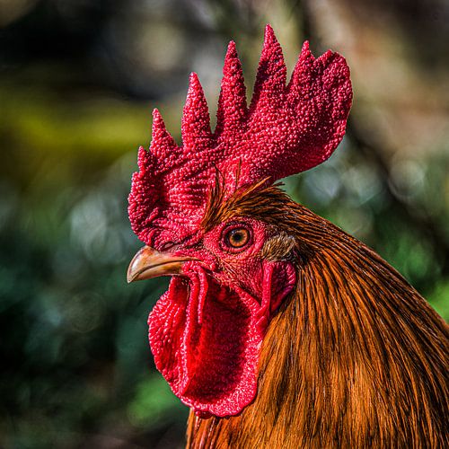 Portrait of a rooster in the evening light