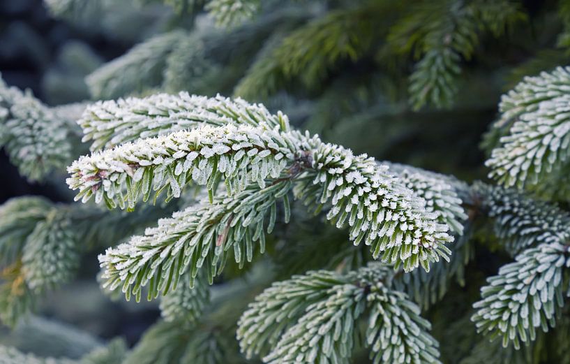 Fir by Bo Valentino