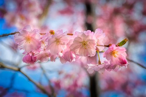 Roze bloesems van een sierkers