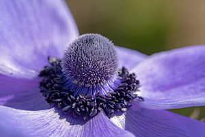 Anemone van Tanja van Beuningen