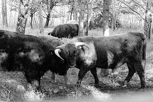 Stierkampf Highlanders