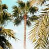 Palm Tree Breeze by Gal Design