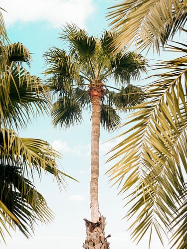 Palm Tree Breeze