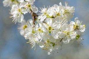 Apfelblüte