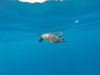 Sea turtle
