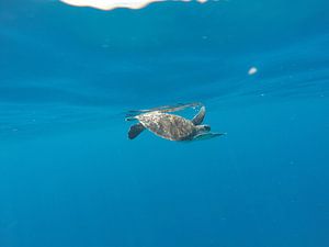 Zeeschildpad net onder het oppervlak van Stijn Cleynhens