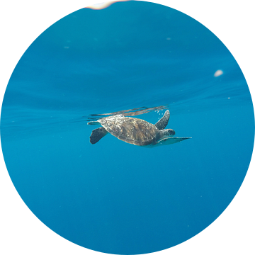 Zeeschildpad net onder het oppervlak van Stijn Cleynhens