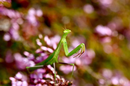 Praying mantis