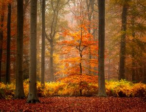 Herbst auf seiner Spitze in einem schönen Wald in den Niederlanden
