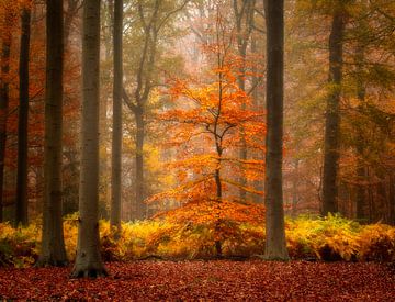 Autumn on his peak in a beautiful forest in the Netherlands