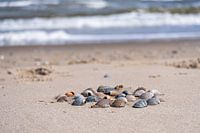 Schelpen op het strand