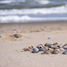 Shells on the beach by Anita Loos