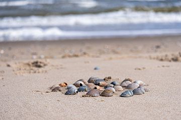 Muscheln am Strand von Anita Loos