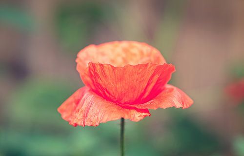Poppy red standing