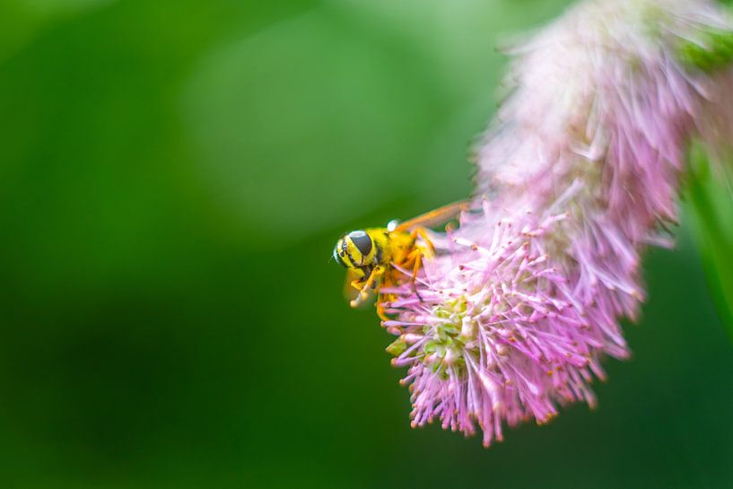 Tout est dans les détails de la nature - Un visiteur noir et jaune par Alexander Tromp