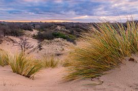Sonnenaufgang in Meijendel von Gijs Rijsdijk