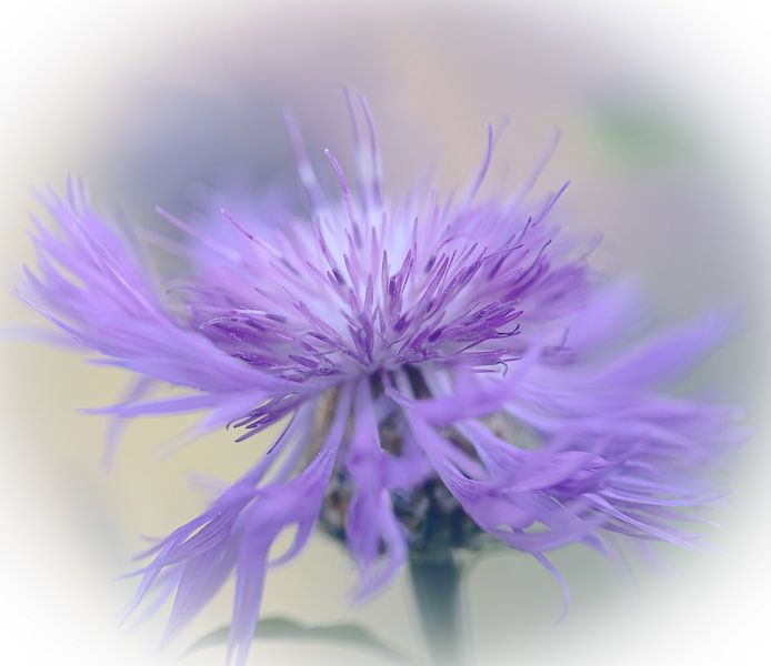 Blume von Ron Kleinjans