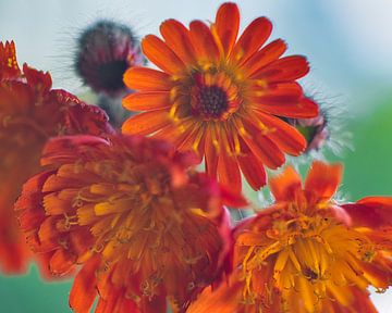 Havikskruid een diepgekleurde oranje rode bloem van Jolanda de Jong-Jansen
