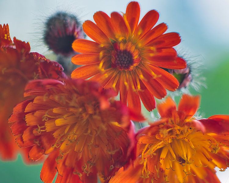 L'épervière, une fleur rouge orangé très colorée par Jolanda de Jong-Jansen