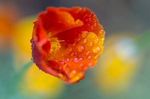 Flamboyant (coquelicot avec gouttes de pluie aux couleurs gaies)