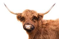 Highlander écossais