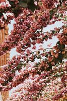 Bougainvillea bloemen in Pals city, Costa Brava, Spain