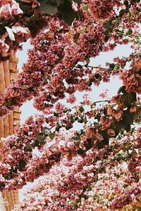 Bougainvillea-Blüten in der Stadt Pals, Costa Brava, Spanien