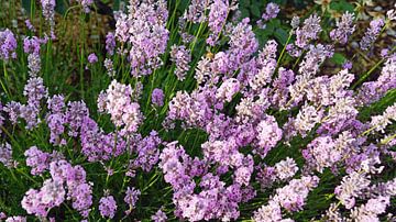 Lavendel in volle bloei