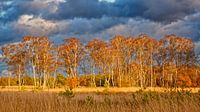 Birch forest in autumn foliage against threatening thunderstorm sky by KCleBlanc Photography thumbnail