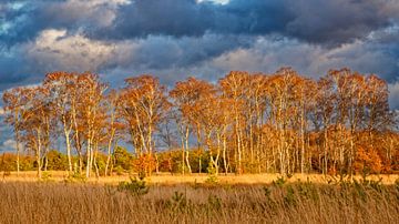 Birkenwald im Herbstlaub gegen drohenden Gewitterhimmel von KCleBlanc Photography