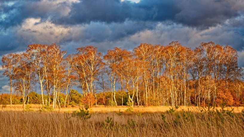 Birch forest in autumn foliage against threatening thunderstorm sky by KCleBlanc Photography