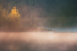 Schwanensee von Pure Moments Photographie