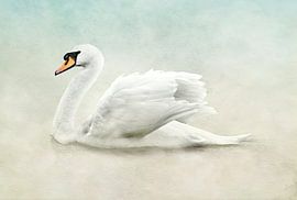 Elegant Swan Wall Art by Diana van Tankeren