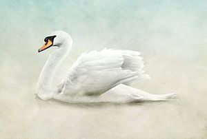Weißer Schwan in wunderschönem Weiß, Beige und blauen Pastellfarben