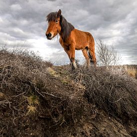 Paard op de heide van wsetten