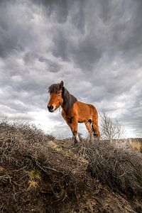 Paard op de heide van wsetten