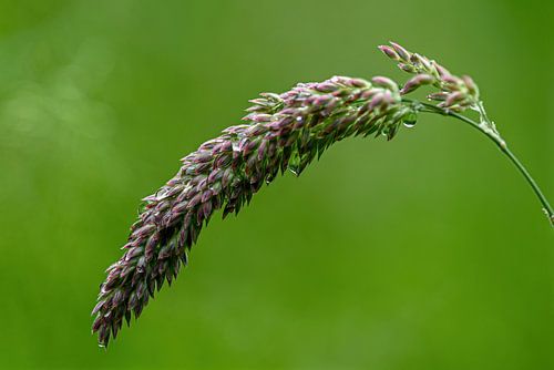 After the rain