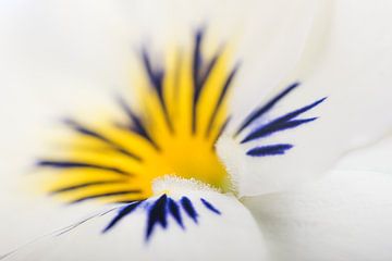Het hart van een wit viooltje van Marjolijn van den Berg