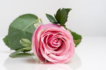 Roze roos op een wit spiegelende ondergrond met haar groene blaadjes