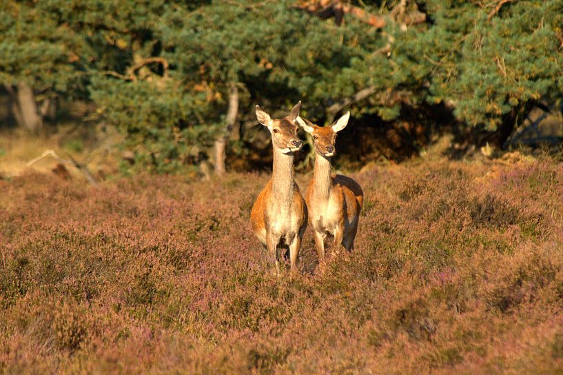 Edelherten op de Veluwe by Frouwkje Fotografie