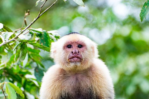 singe écureuil costa rica sur Kevin Pluk