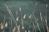 Dried flowers