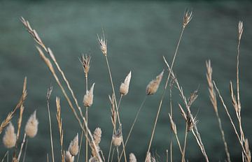 Gedroogde bloemen van Bianca ter Riet