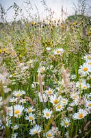 Bunte Frühlingsblumen im Gras
