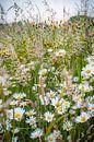 Bunte Frühlingsblumen im Gras von Fotografiecor .nl Miniaturansicht